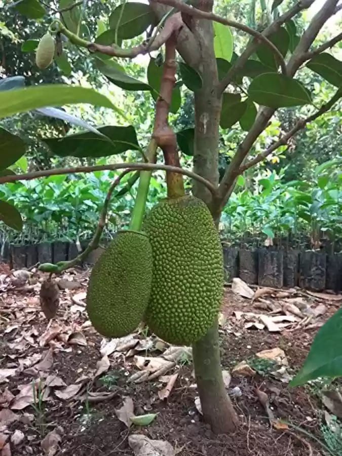 Jack Fruit